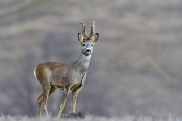 Fototapeta premium Wild roe deer in a field
