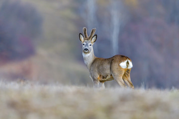 Wild roe deer in a field