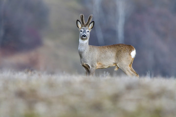 Wild roe deer in a field
