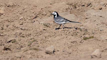 White wagtail on dry floor (Motacilla alba) in germany