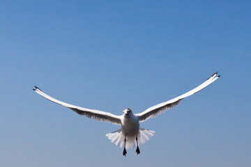 Seagulls flapping in the blue sky in April
