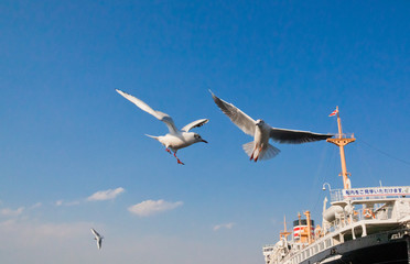 Fototapeta na wymiar Seagulls flapping in the blue sky in April