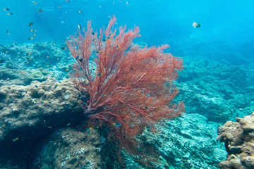 Fototapeta na wymiar Coraline algae and corel in the cockburn Island, Myanmar