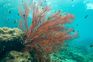 Coraline algae and corel in the cockburn Island, Myanmar