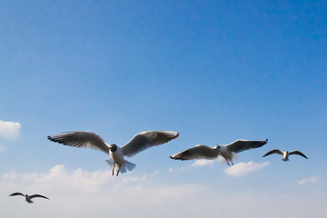 Seagulls flapping in the blue sky in April