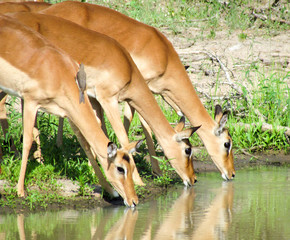 Three impala in line drinking