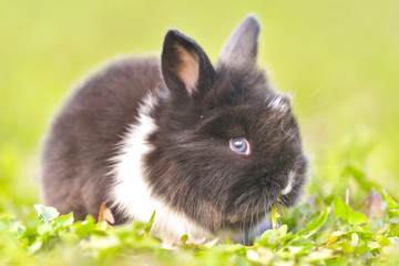 Easter greetings - Easter bunny rabbit sitting in green grass.