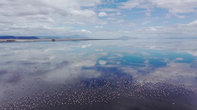 Aerial drone shot flying forward over a thousand flamingos flying over Lake Natron, Tanzania. Cloudy day with bits of blue sky.