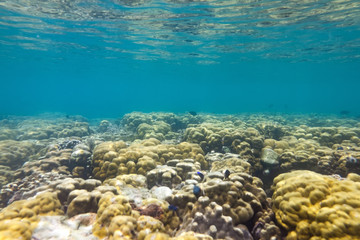 Fototapeta na wymiar Brain coral under the sea in the cockburn island of Myanmar