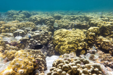 Brain coral under the sea in the cockburn  island of Myanmar