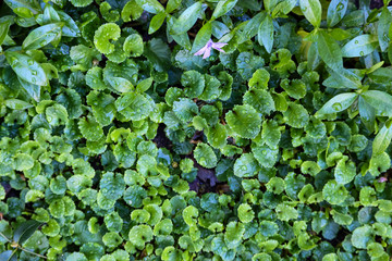 Green various plant young leaves carpet background