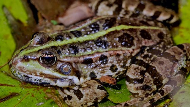 Macro shot of wild frog with spotted skin sitting on plant in lake of jungle