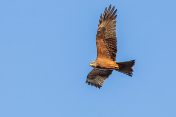 Black Kite searching for food
Scientific name: Milvus migrans