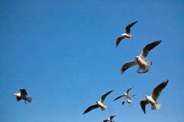 Seagulls flapping in the blue sky in April