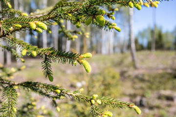 The young buds on the branches of spruce. Sunny day in forest, spring season