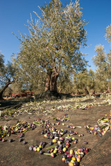 olives fallen on the net and ready to be harvested in Puglia Italy