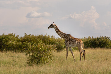 Safari in Kenya. Giraffe in Masai Mara Park