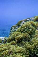 Anemone under the sea in the cockburn  island of Myanmar