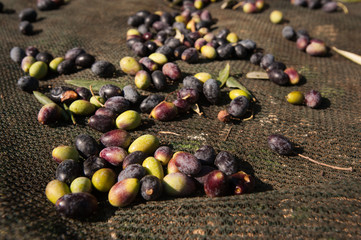olives on the net and ready to be harvested