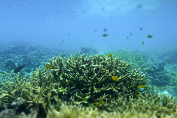 Staghorn coral under the sea in the cockburn island of Myanmar