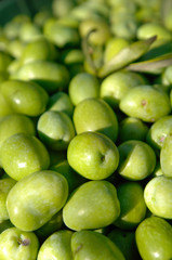 typical  Ascolana variety olives in central Italy