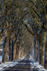 Lane structure with beechtrees. Snow. Winter at Maatschappij van Weldadigheid Frederiksoord Drenthe Netherlands