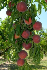 Cueillette des pêches dans un verger, pêches sur l'arbre