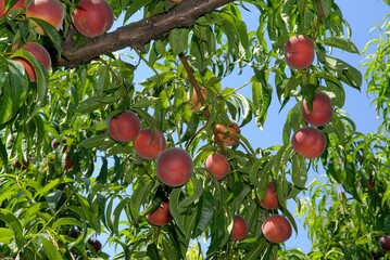 Cueillette des pêches dans un verger, pêches sur l'arbre