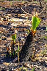 Frisches Grün nach dem Waldbrand
