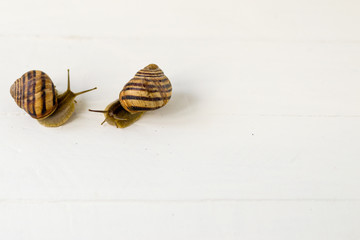 Two snails crawl over a white background with free text space.