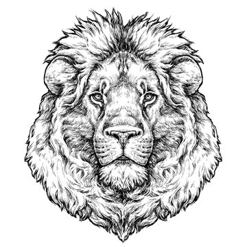 Hand drawn portrait of lion. Vector illustration isolated on white