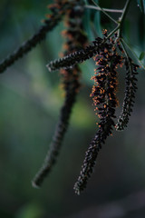 Close up photography of flower from a forest tree.