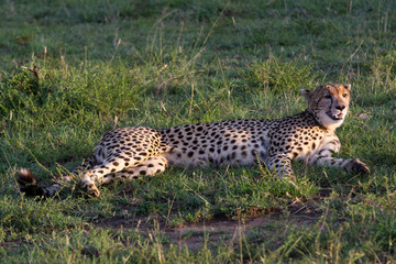 Safari in Kenya. Cheetah in Masai Mara Park