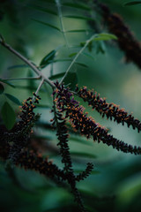 Close up photography of flower from a forest tree.