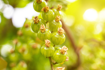 green young berries of red currant on a background of the sun, closeup, outdoor