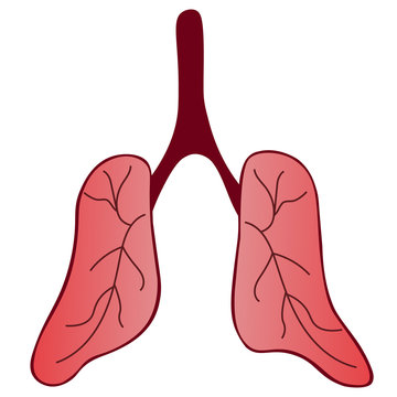 The Lung Of The Patient. An Air Breathing Organ With A Capillary Network Is More Prone To Complications From COVID19 Infection. Color Vector Illustration On An Isolated White Background. Flat Style. 