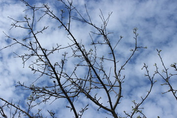Tree branches with small leaves. Russia.