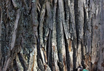 Bark of an old oak. Russia.