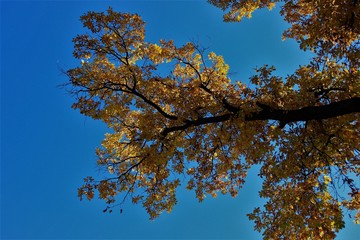 Yellow leaves on tree branches. Russia.