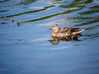 wild gray duck mallard on the water