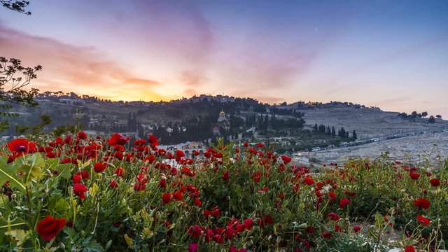 Dramatic sunrise timelapse of the Mount of Olives: Russian Church of Mary Magdalene, Catholic Church of All Nations and the Teardrop Church, as well as Garden of Gethsemane, with red poppy flowers