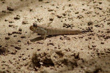 Natural photo: mudskipper (Vietnam)