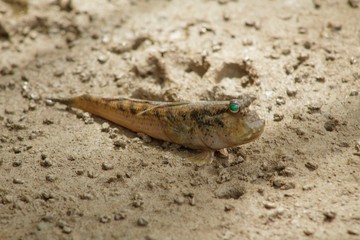 Natural photo: mudskipper (Vietnam)