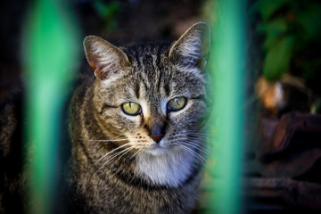 Sad looking young cat behind the bars