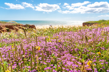 Amazing seascape of meadows of beaches, with a backdrop to the Atlantic Sea of Portugal. Falesia, Albufeira. The background is blurred.