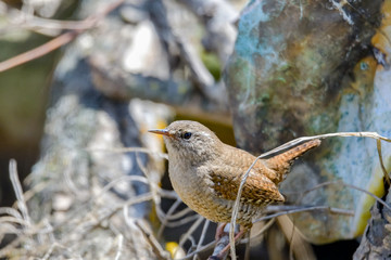 Eurasian Wren (Troglodytes troglodytes) is one of the most beautiful singing birds in the world.