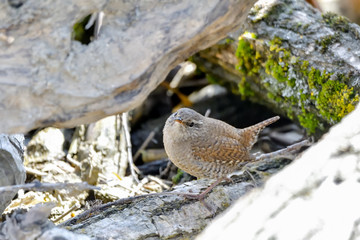 Eurasian Wren (Troglodytes troglodytes) is one of the most beautiful singing birds in the world.