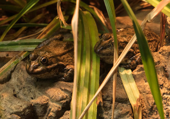 2 frogs in brown sitting under some leaves