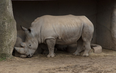 Obraz premium rhino in the zoo in paris