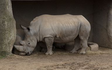 rhino in the zoo in paris